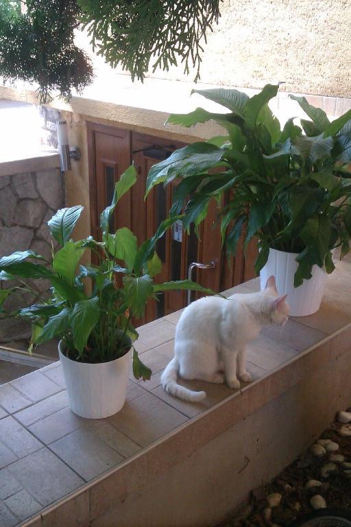 Penzion Oaza トルナヴァ エクステリア 写真
